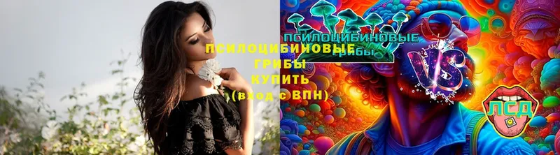 Галлюциногенные грибы Psilocybe  где купить   Валдай 